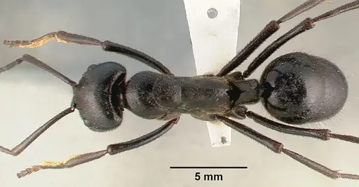 Streblognathus aethiopicus specimen SAM-HYM-C000015A image sam-hym-c000015a_1