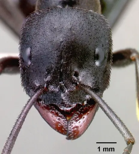 Streblognathus aethiopicus specimen SAM-HYM-C000015A image sam-hym-c000015a_2