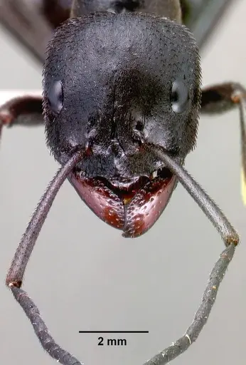 Streblognathus aethiopicus specimen SAM-HYM-C000015A image sam-hym-c000015a_3