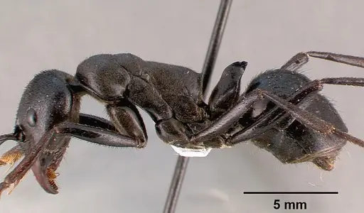 Streblognathus aethiopicus specimen SAM-HYM-C000015A image sam-hym-c000015a_4
