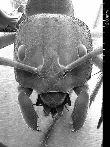 Streblognathus peetersi specimen ANTWEB1008591 image antweb1008591_2