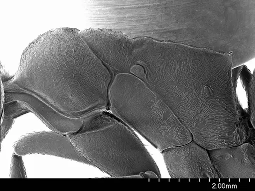 Streblognathus peetersi specimen ANTWEB1008591 image antweb1008591_3