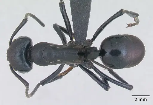 Streblognathus peetersi specimen CASENT0173636 image casent0173636_1