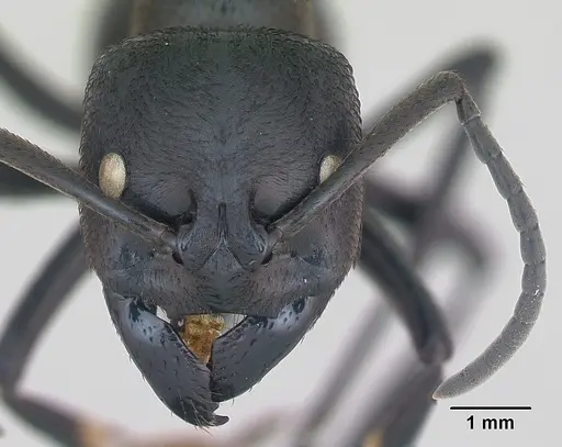 Streblognathus peetersi specimen CASENT0173636 image casent0173636_2