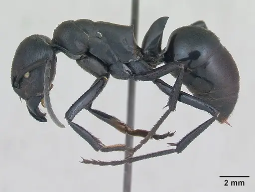 Streblognathus peetersi specimen CASENT0173636 image casent0173636_3