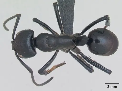 Streblognathus peetersi specimen CASENT0173637 image casent0173637_1