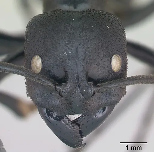 Streblognathus peetersi specimen CASENT0173637 image casent0173637_2
