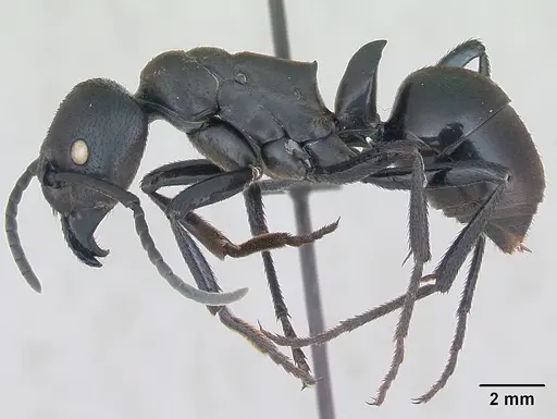 Streblognathus peetersi specimen CASENT0173637 image casent0173637_3