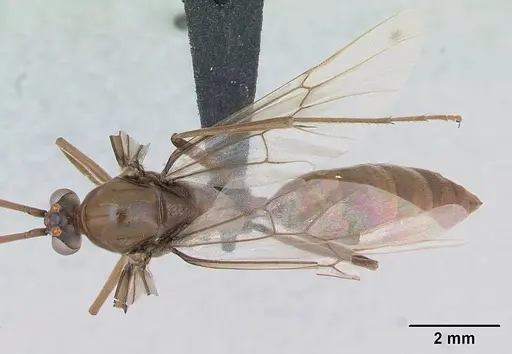 Streblognathus peetersi specimen CASENT0173638 image casent0173638_1