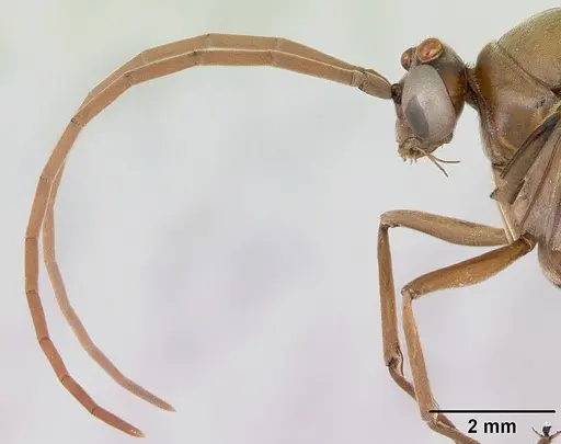 Streblognathus peetersi specimen CASENT0173638 image casent0173638_3