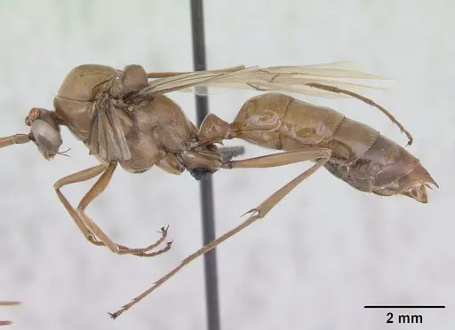 Streblognathus peetersi specimen CASENT0173638 image casent0173638_4