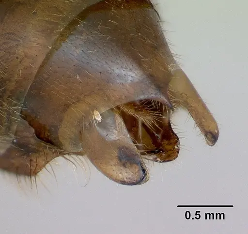 Streblognathus peetersi specimen CASENT0173638 image casent0173638_5