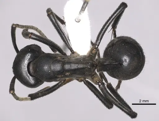 Streblognathus peetersi specimen CASENT0249250 image casent0249250_1
