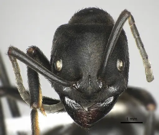 Streblognathus peetersi specimen CASENT0249250 image casent0249250_2