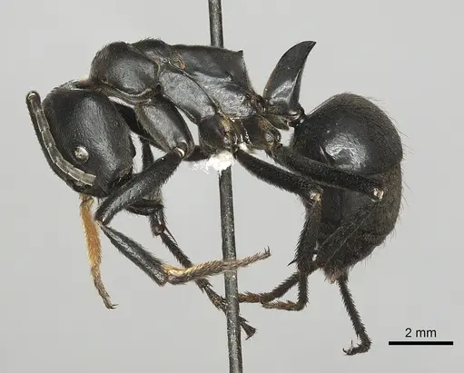 Streblognathus peetersi specimen CASENT0249250 image casent0249250_3