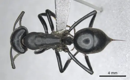 Streblognathus peetersi specimen CASENT0258851 image casent0258851_1