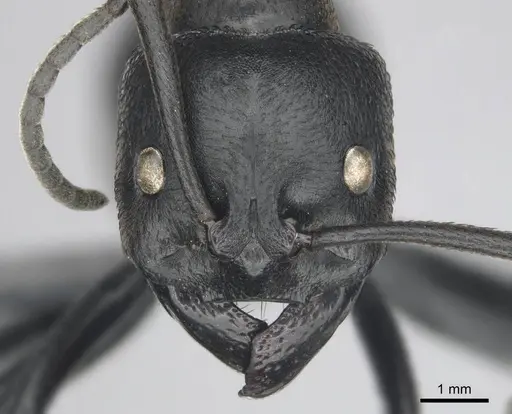 Streblognathus peetersi specimen CASENT0258851 image casent0258851_2