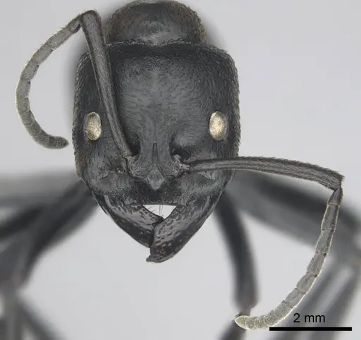 Streblognathus peetersi specimen CASENT0258851 image casent0258851_3