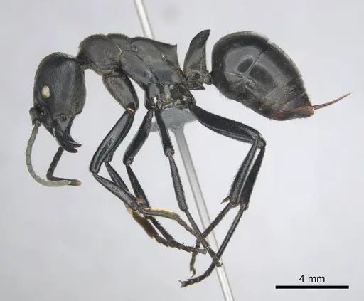 Streblognathus peetersi specimen CASENT0258851 image casent0258851_4