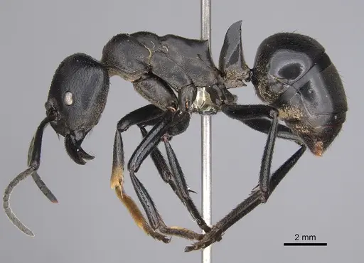 Streblognathus peetersi specimen CASENT0258947 image casent0258947_1