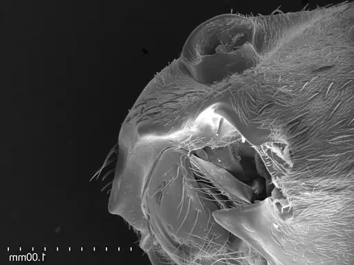 Streblognathus peetersi specimen CASENT0260277 image casent0260277_2