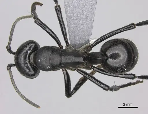 Streblognathus peetersi specimen CASENT0260406 image casent0260406_1