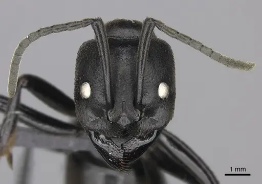 Streblognathus peetersi specimen CASENT0260406 image casent0260406_2