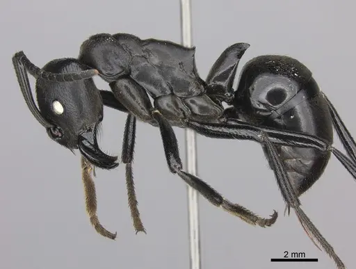 Streblognathus peetersi specimen CASENT0260406 image casent0260406_3