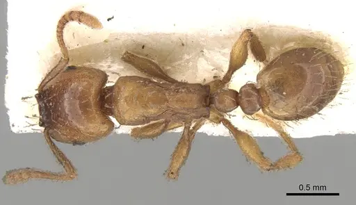 Strongylognathus afer specimen CASENT0280847 image casent0280847_1