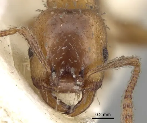 Strongylognathus afer specimen CASENT0280847 image casent0280847_2