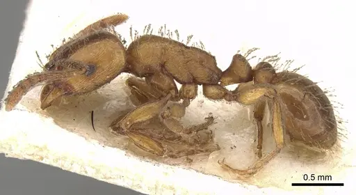 Strongylognathus afer specimen CASENT0280847 image casent0280847_3
