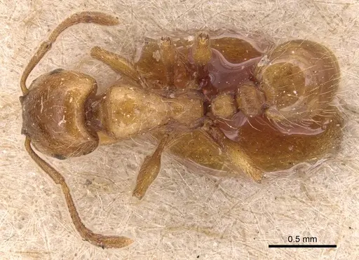 Strongylognathus afer specimen CASENT0904863 image casent0904863_1