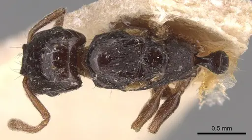 Strongylognathus afer specimen CASENT0904868 image casent0904868_1