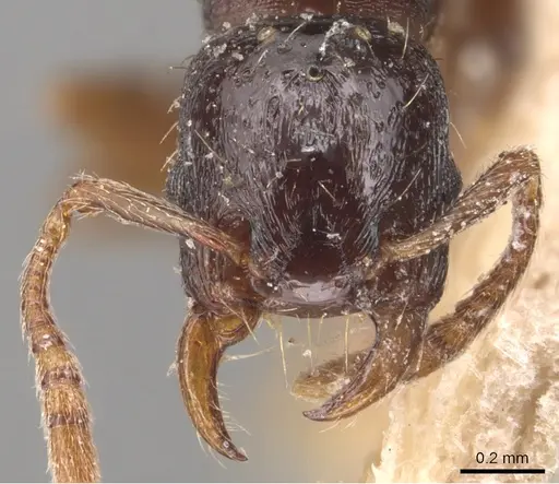 Strongylognathus afer specimen CASENT0904868 image casent0904868_2