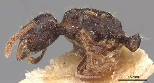 Strongylognathus afer specimen CASENT0904868 image casent0904868_3