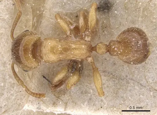 Strongylognathus afer specimen CASENT0913975 image casent0913975_1