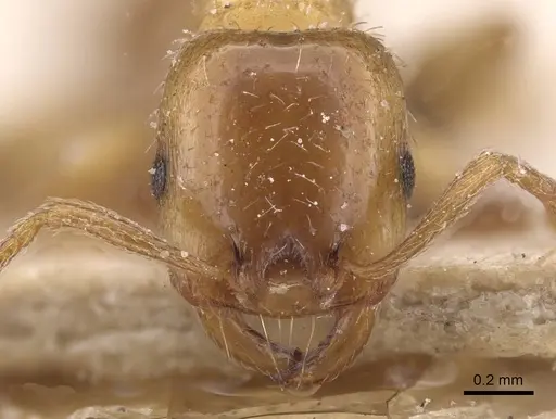 Strongylognathus afer specimen CASENT0913975 image casent0913975_2