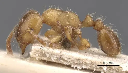 Strongylognathus afer specimen CASENT0913975 image casent0913975_3