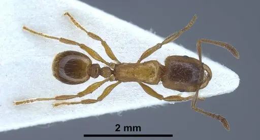 Strongylognathus alboini specimen ANTWEB1038031 image antweb1038031_1