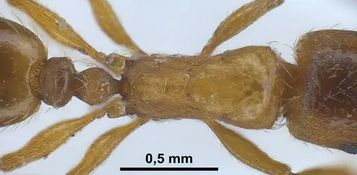 Strongylognathus alboini specimen ANTWEB1038031 image antweb1038031_2