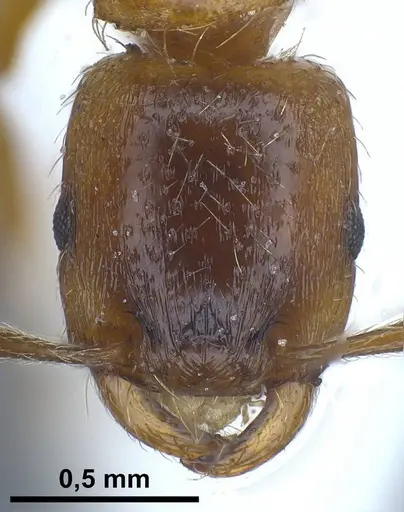 Strongylognathus alboini specimen ANTWEB1038031 image antweb1038031_3