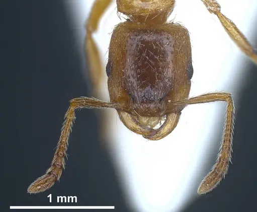 Strongylognathus alboini specimen ANTWEB1038031 image antweb1038031_4