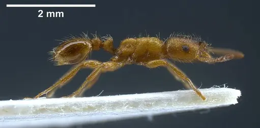 Strongylognathus alboini specimen ANTWEB1038031 image antweb1038031_5