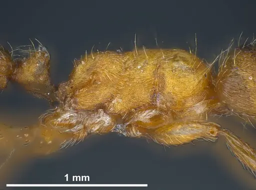 Strongylognathus alboini specimen ANTWEB1038031 image antweb1038031_6