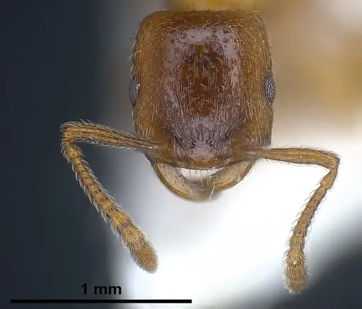 Strongylognathus alpinus specimen ANTWEB1041371 image antweb1041371_1