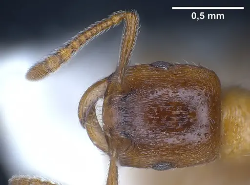 Strongylognathus alpinus specimen ANTWEB1041371 image antweb1041371_2
