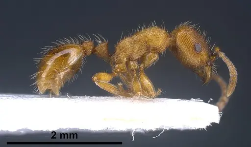 Strongylognathus alpinus specimen ANTWEB1041371 image antweb1041371_3