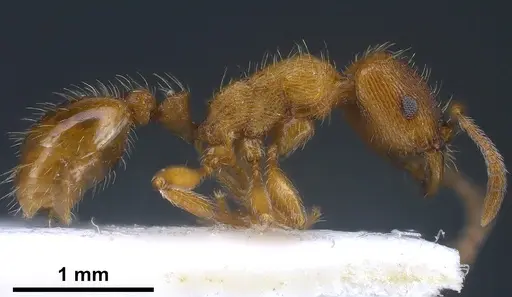 Strongylognathus alpinus specimen ANTWEB1041371 image antweb1041371_4