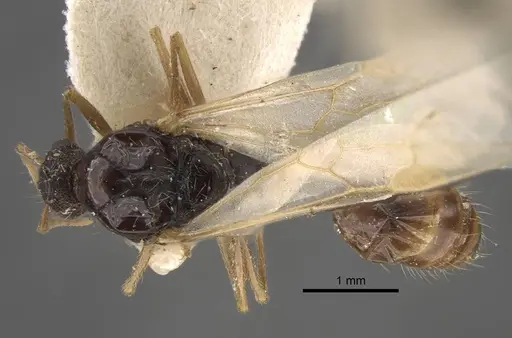 Strongylognathus arnoldii specimen CASENT0917431 image casent0917431_1