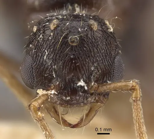 Strongylognathus arnoldii specimen CASENT0917431 image casent0917431_3